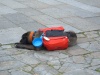 Santiago de Compostela, armer Hund